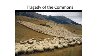 The tragedy of the commons