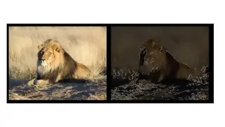 Spotting a lion: easy for people, hard for machines