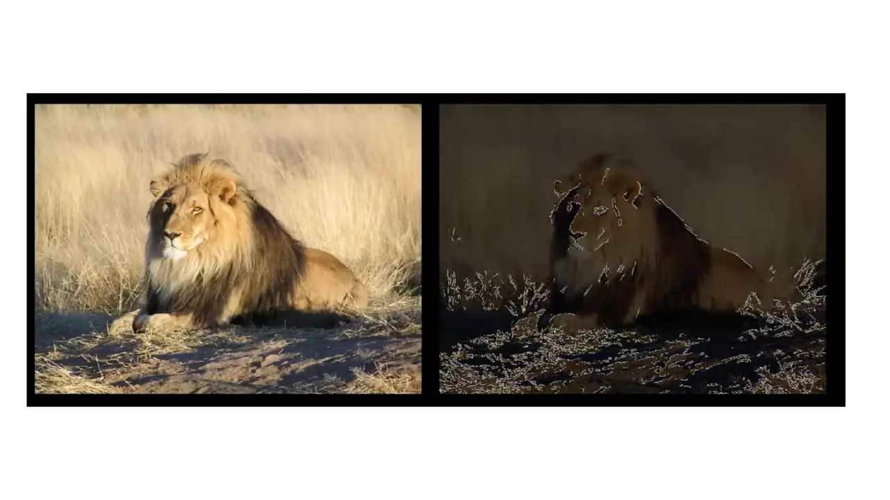 Slide: Spotting a lion: easy for people, hard for machines