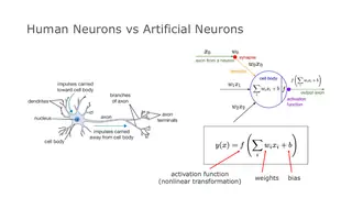 From a biological neuron to an artificial one: weighted inputs and an activation